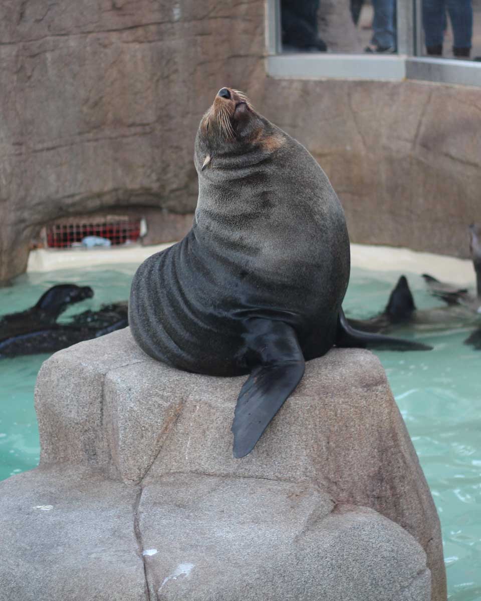 A-seal-poses-for-a-photo-at-the-Reykjavik Zoo Iceland