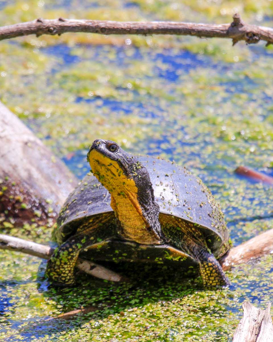 A turtle seen on a wildlife tour from Myrtle Beach South Carolina