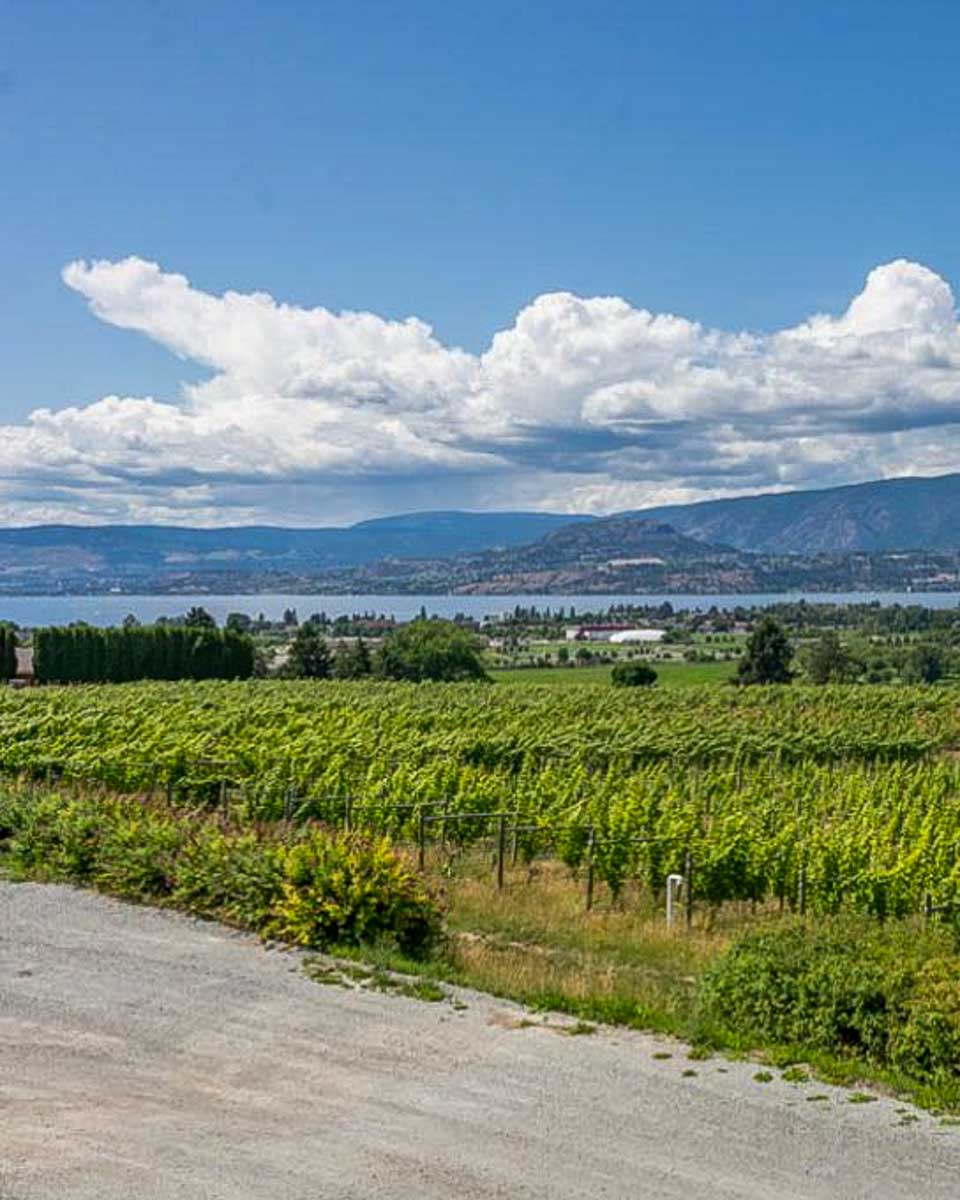 A view of Kelowna BC with a vineyard and the lake when Bailey and Daniel rented ebike