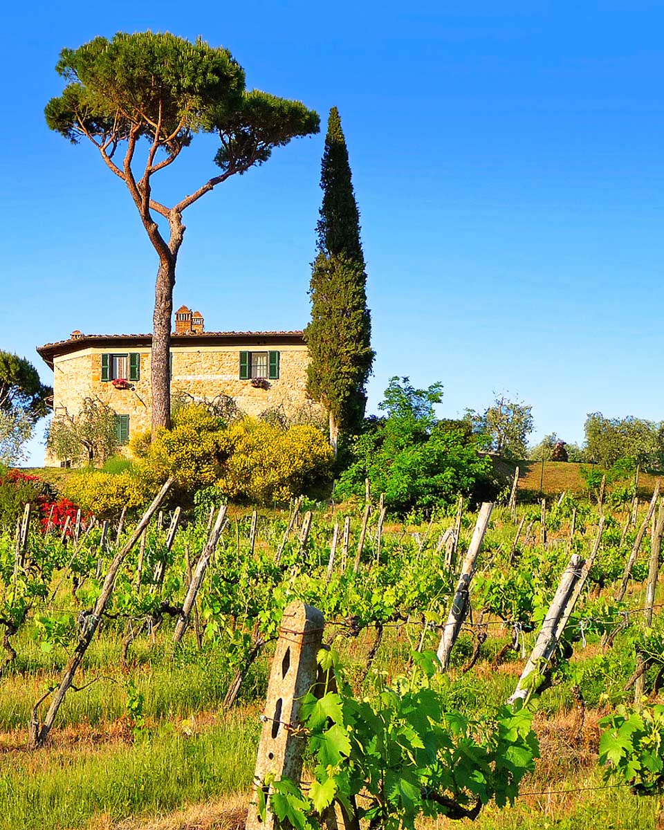 A-vineyard-in-Tuscany-on-a-wine-tour-from-Florence-Italy