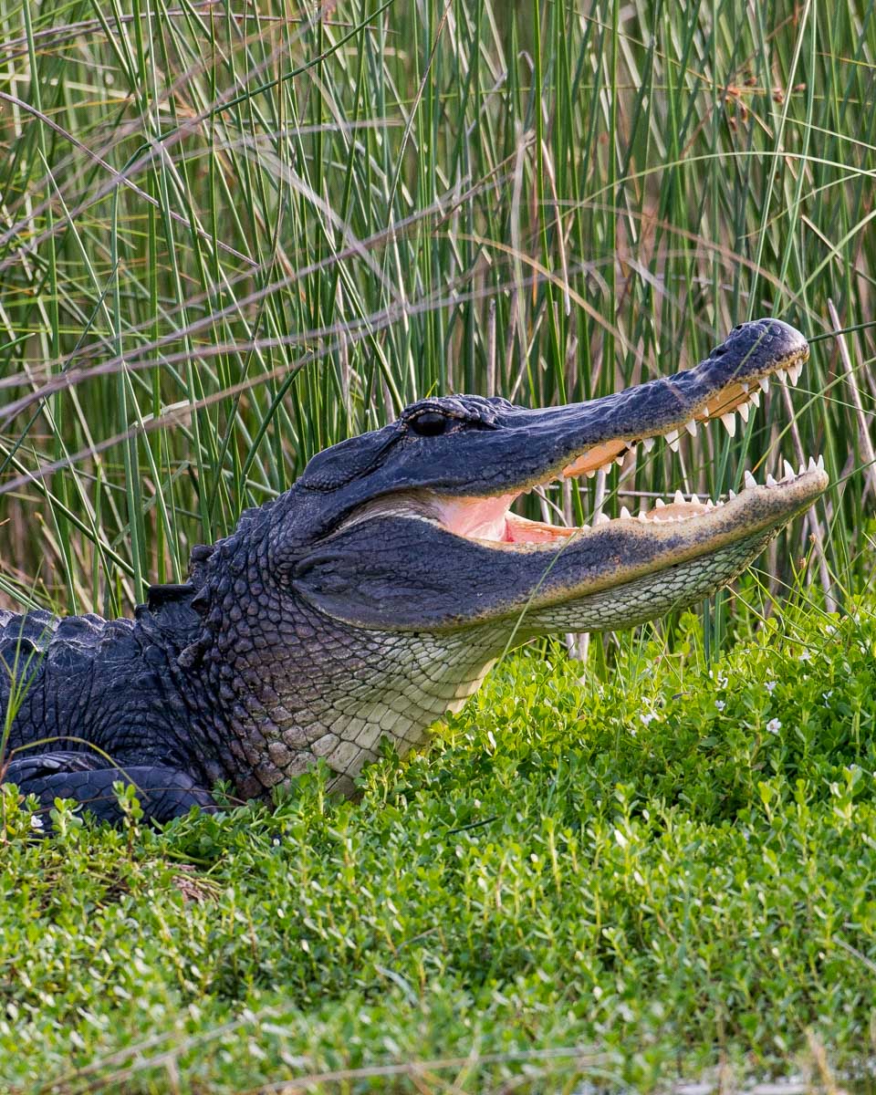 Alligator-seen on a wildlife tour from Myrtle Beach South Carolina