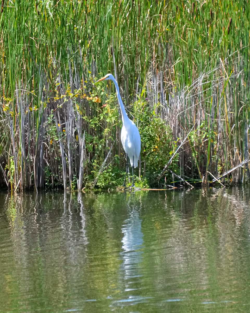 An egret bird spotted in Huntington Beach State Park in Myrtle Beach South Carolina