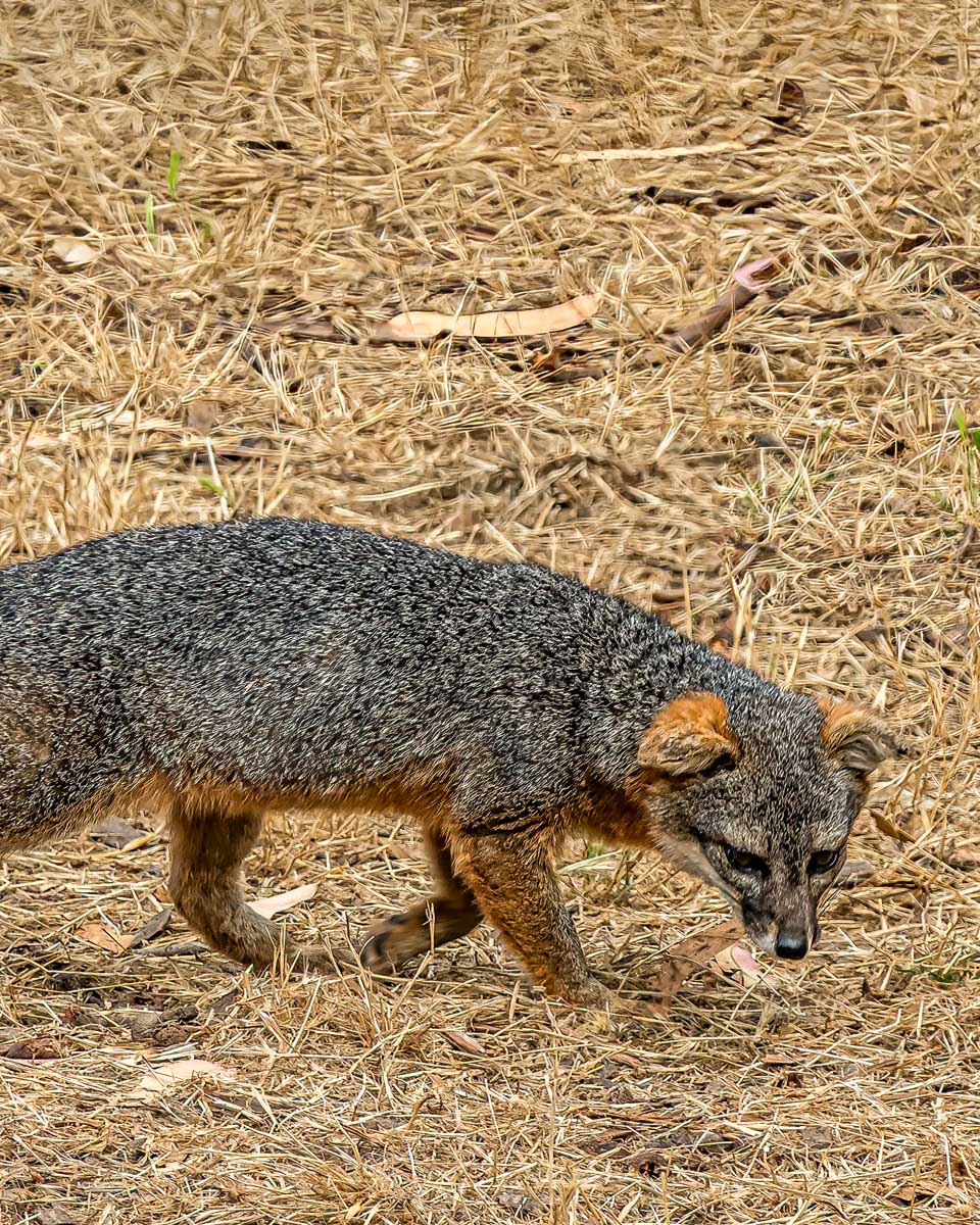 An island fox seen on a Catalina Island wildlife tour California