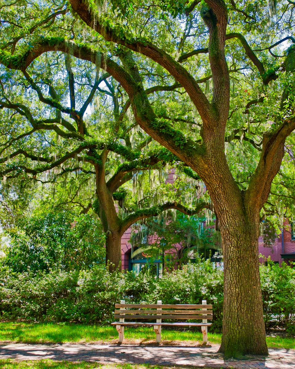 An oak tree with moss in Savannah Georgia