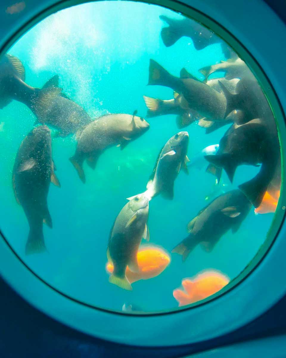 Catalina Adventure Tours sub tour on Catalina Island California