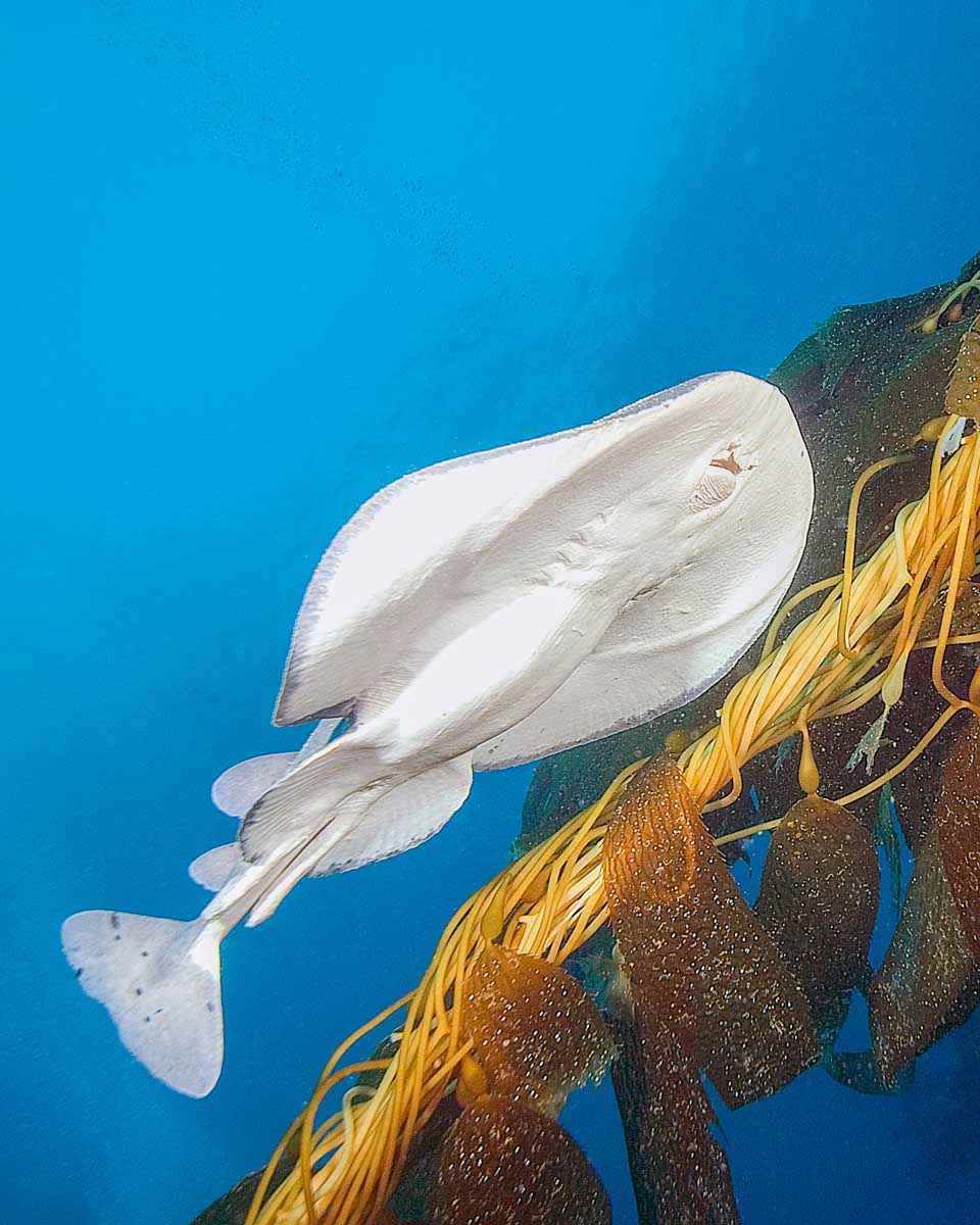 Photo of a fish during an immersive ocean movie on Catalina Island California