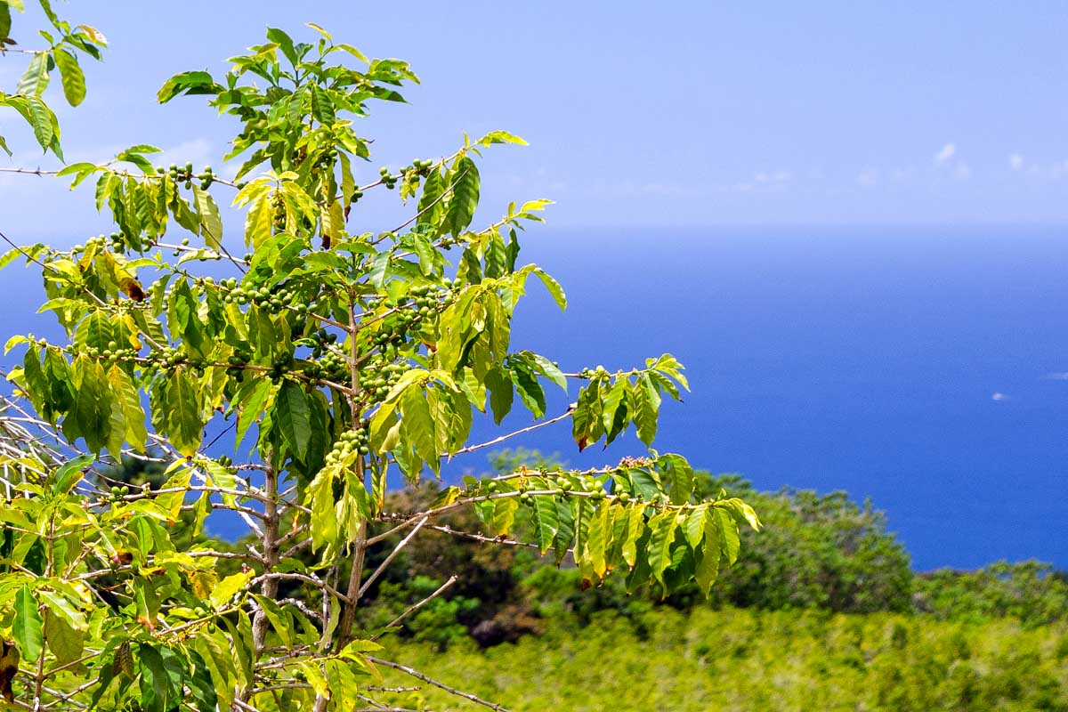 A coffee plantation on Big Island Hawaii