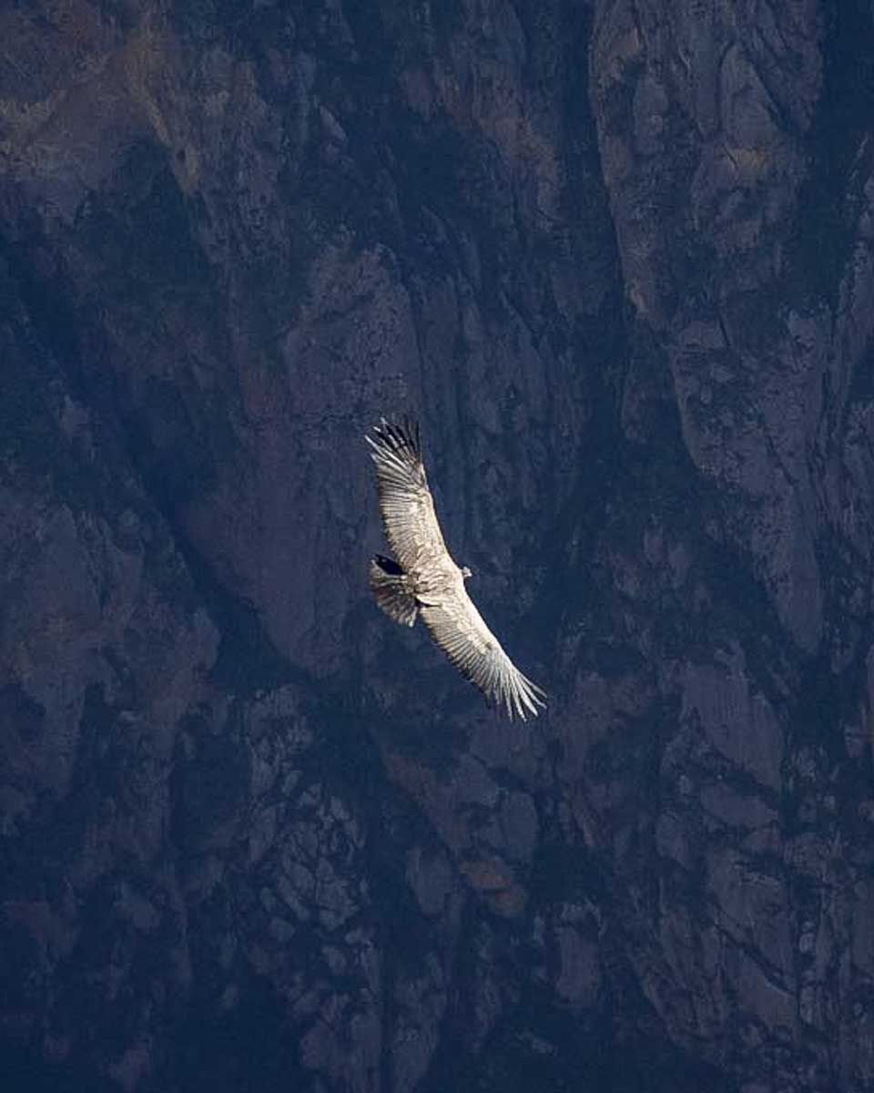 A condor fly's over the Colca Canyon at Condor's Cross viewpoint