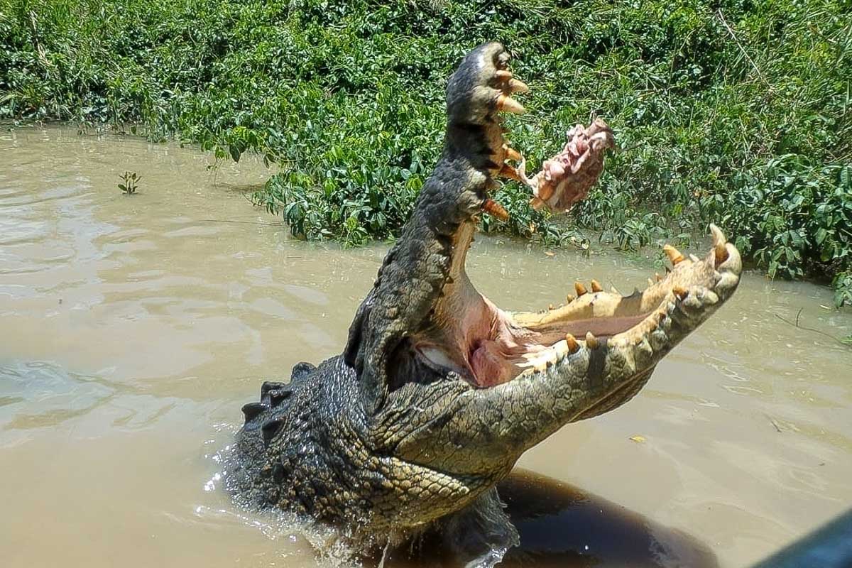 A crocodile jumps out of the water on a Jumping Croc Cruise in Darwin