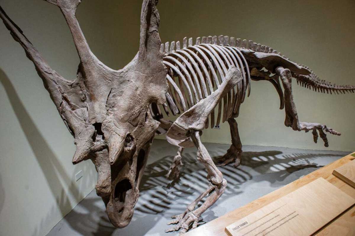 A fossil at the Natural History Museum of Utah in Salt Lake City Utah