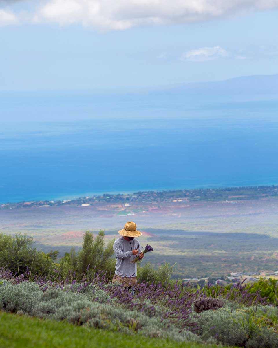 A man harvests lavender at Ali‘i Kula Lavender Farm on Maui Hawaii