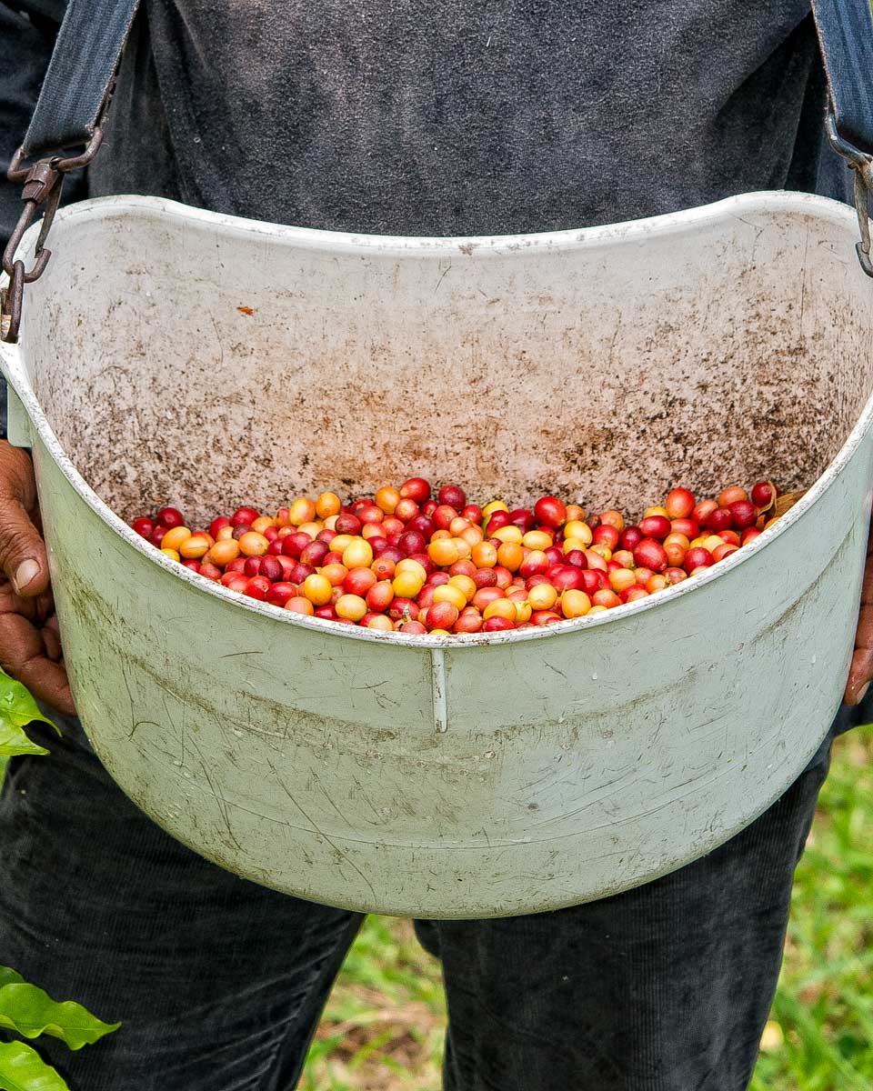 A man holds coffee fruit beans on a plantation on Big Island Hawaii