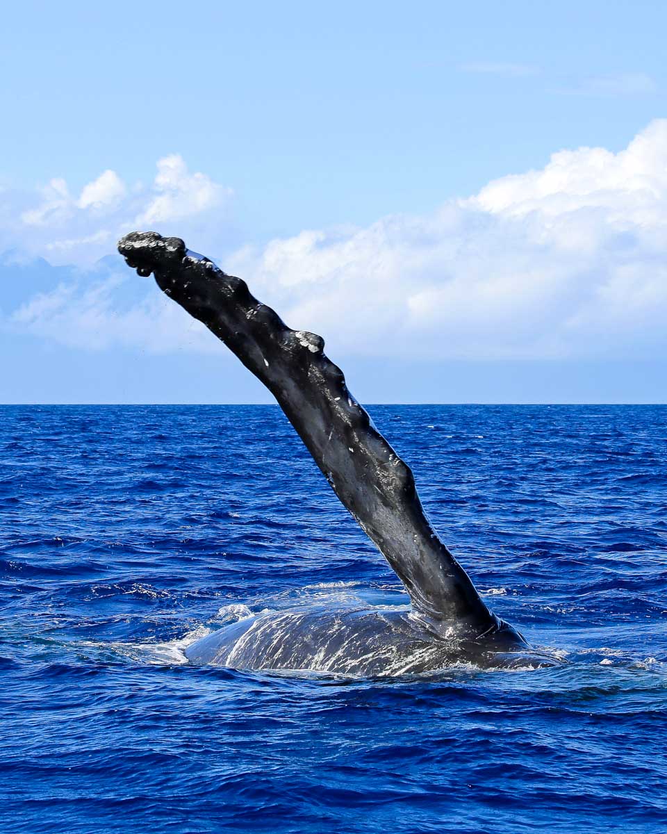 A whale seen on a whale watching tour in Maui, Hawaii
