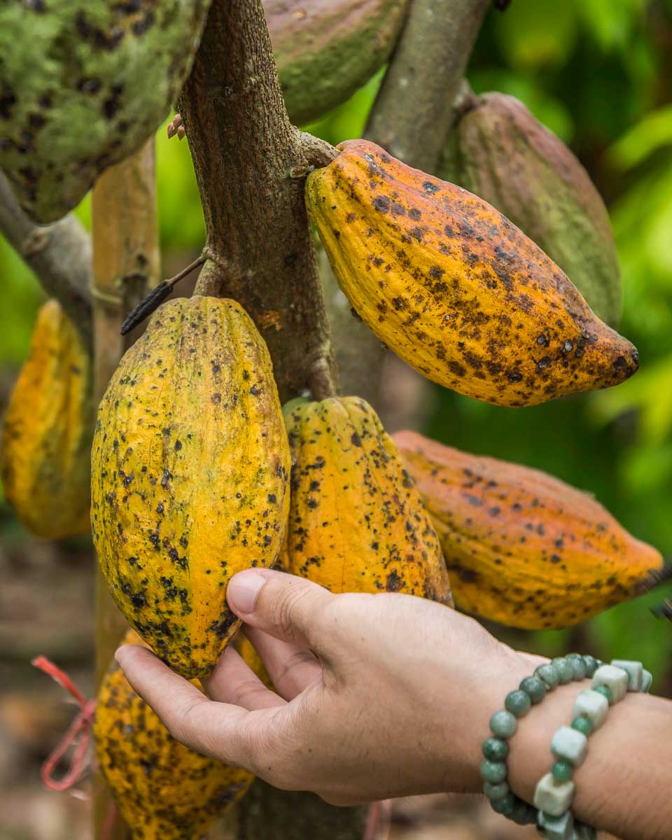 At a chocolate farm in Kauai Hawaii on a tour