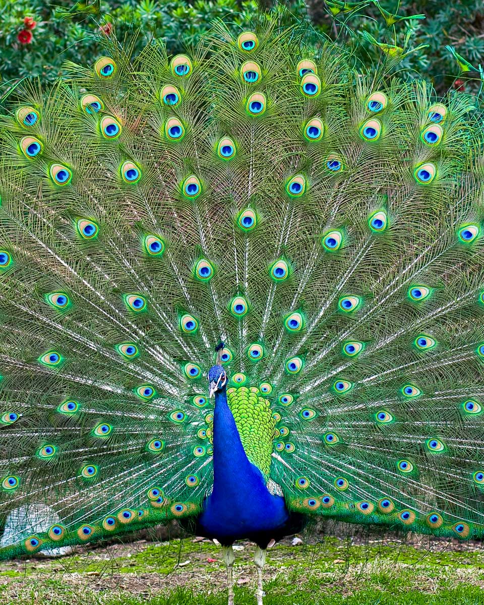 Chania Municipal Garden peacock in Crete Greece