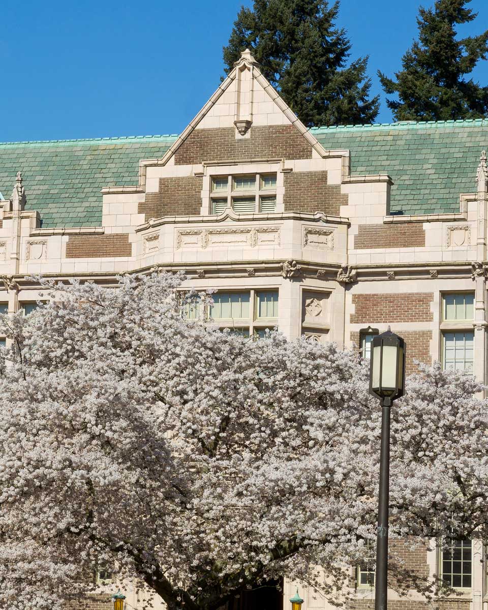 Cherry trees at the University of Washington in Seattle Washington