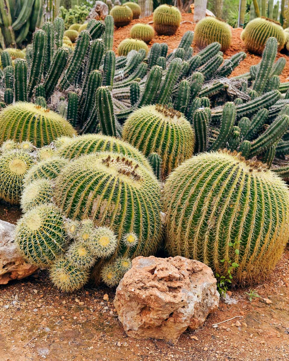 Desert Botanical Gardens in Phoenix Arizona