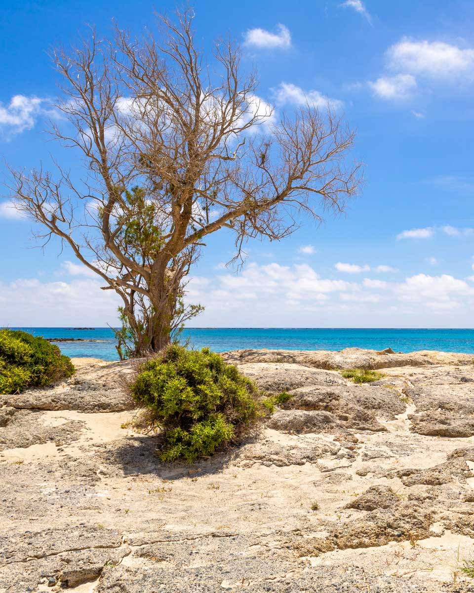 Elafonisi Pink Sand Beach and a tree seen on a tour from Crete Greece