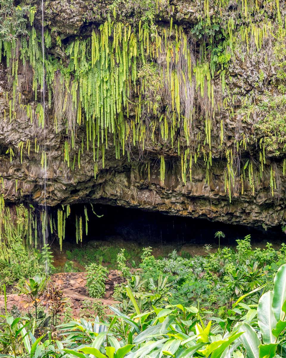 Fern Grotto at the Wailua State Park on Kauai Hawaii