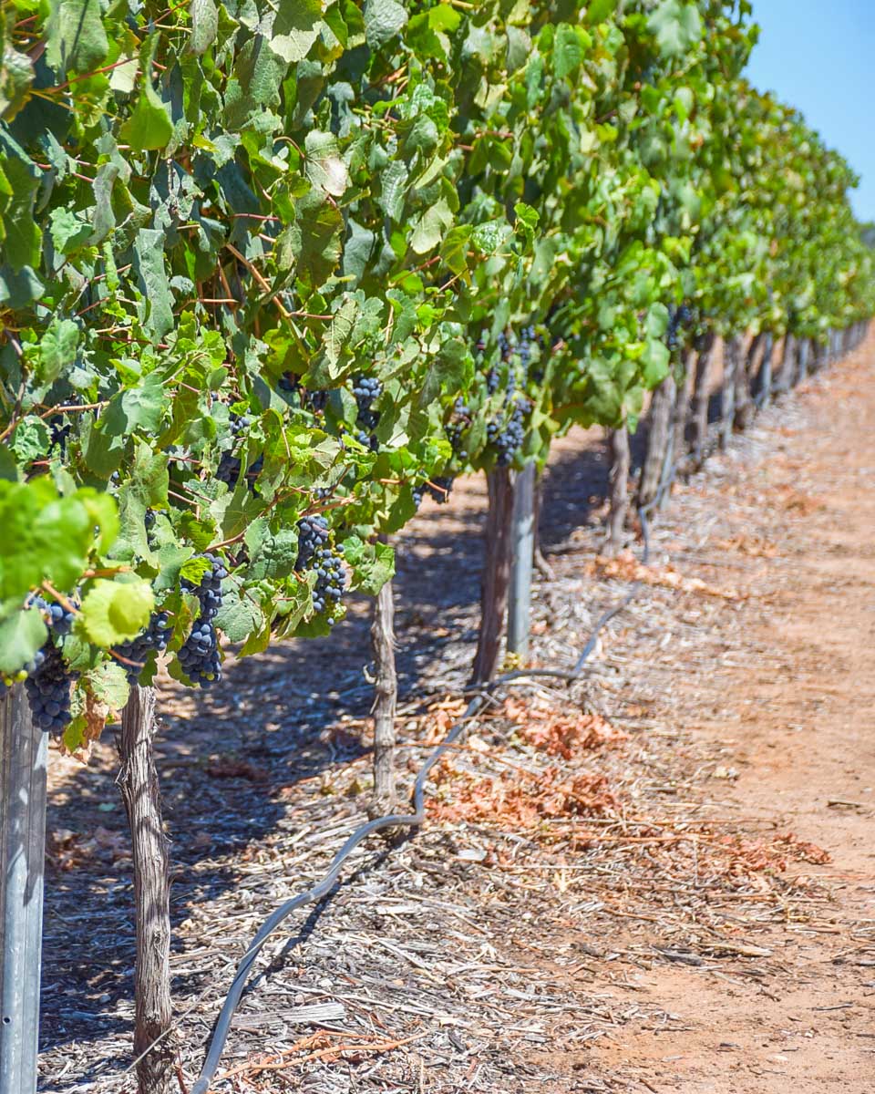 Grape-vine-seen on a tour from Lyon France