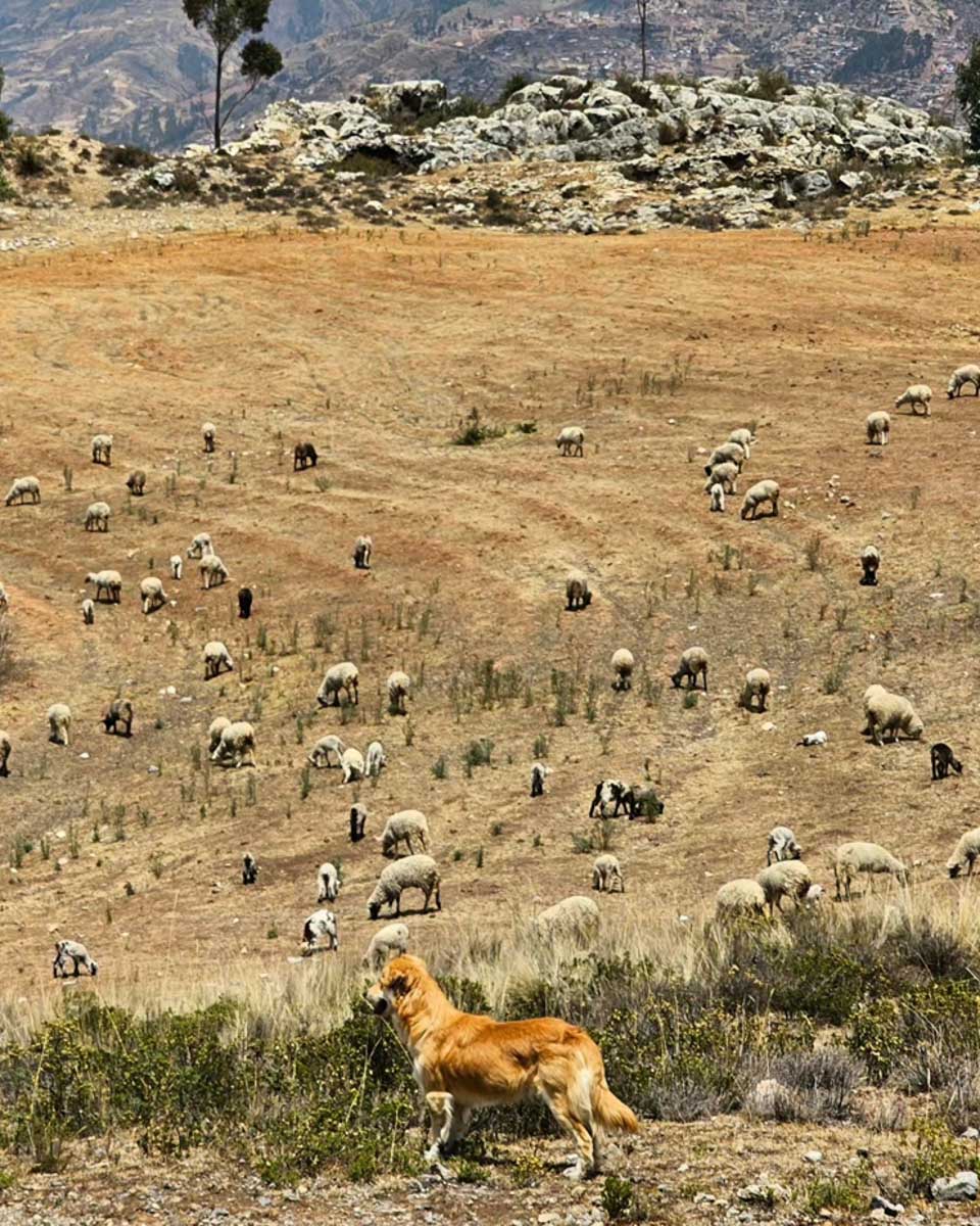 Horseback Riding in Cusco By vieja Estancia Ranch near Cusco Peru