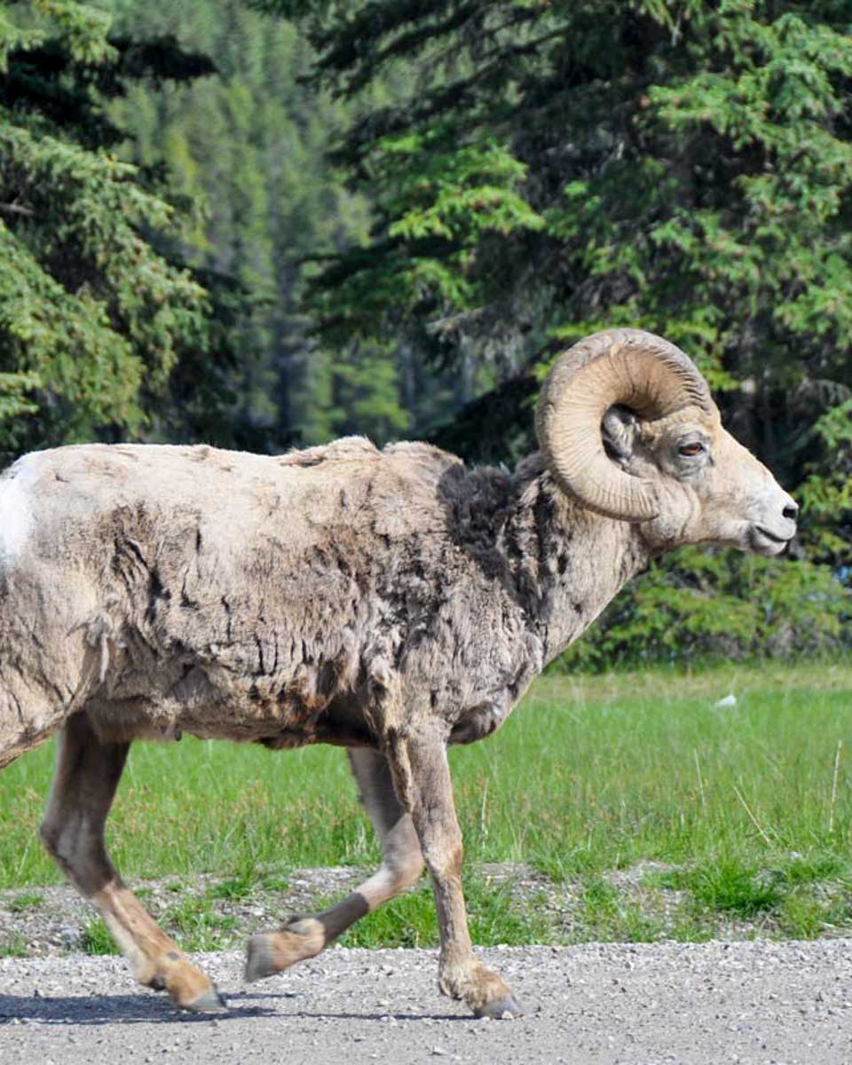 A-bighorn-sheep-seen-on-a-wildlife-tour-from-Lake Louise