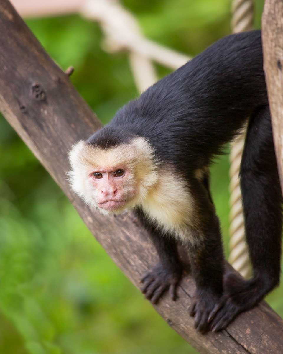 A-capuchin-monkey-at-the San Antonio Zoo
