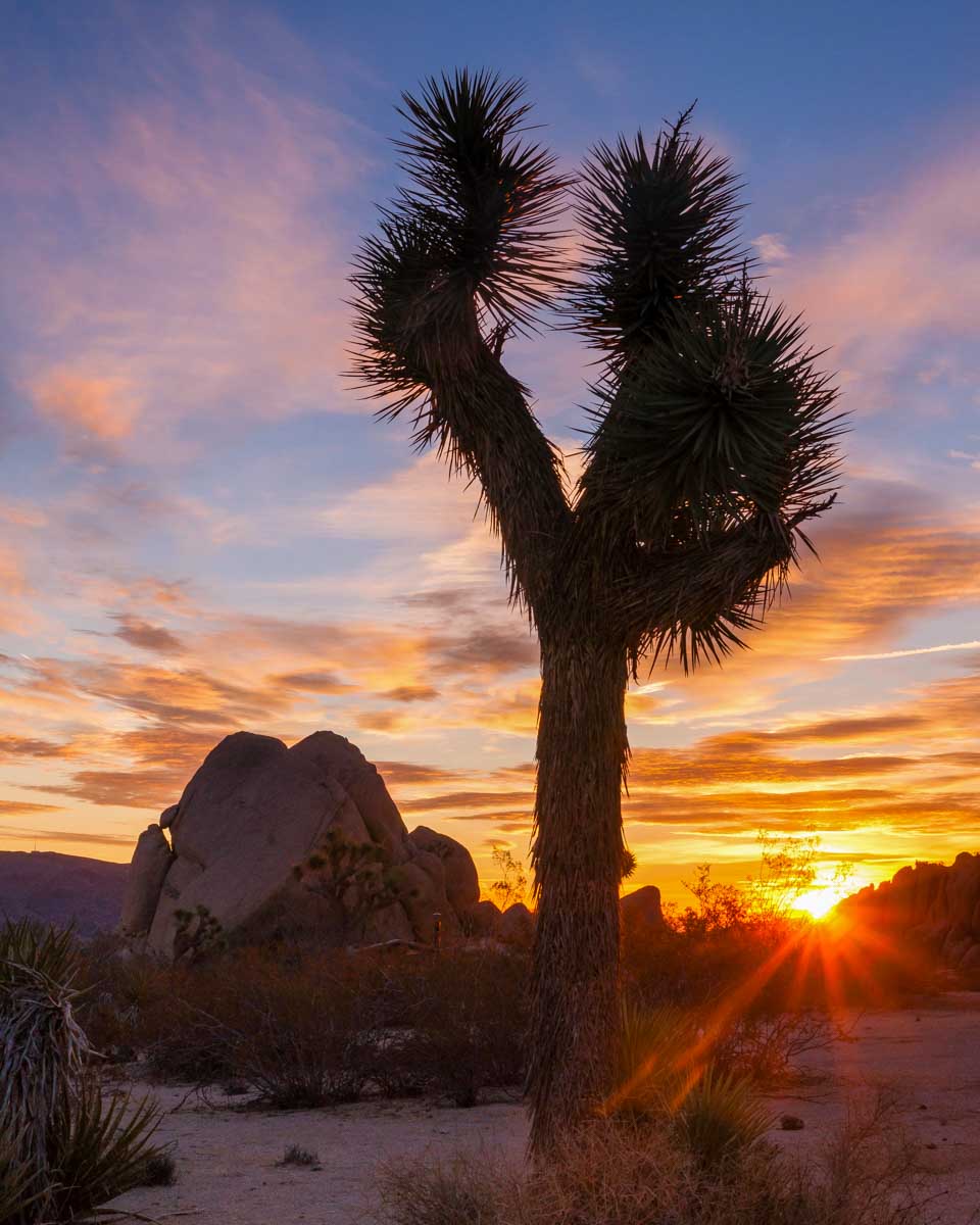 A joshua tree seen at sunset in Joshua Tree National Park near Palm Springs California