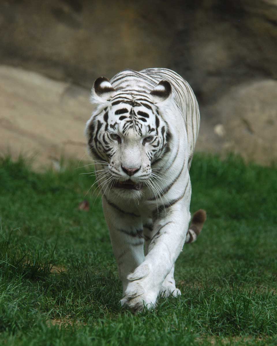 A white tiger at the Zoo on Big Island Hawaii