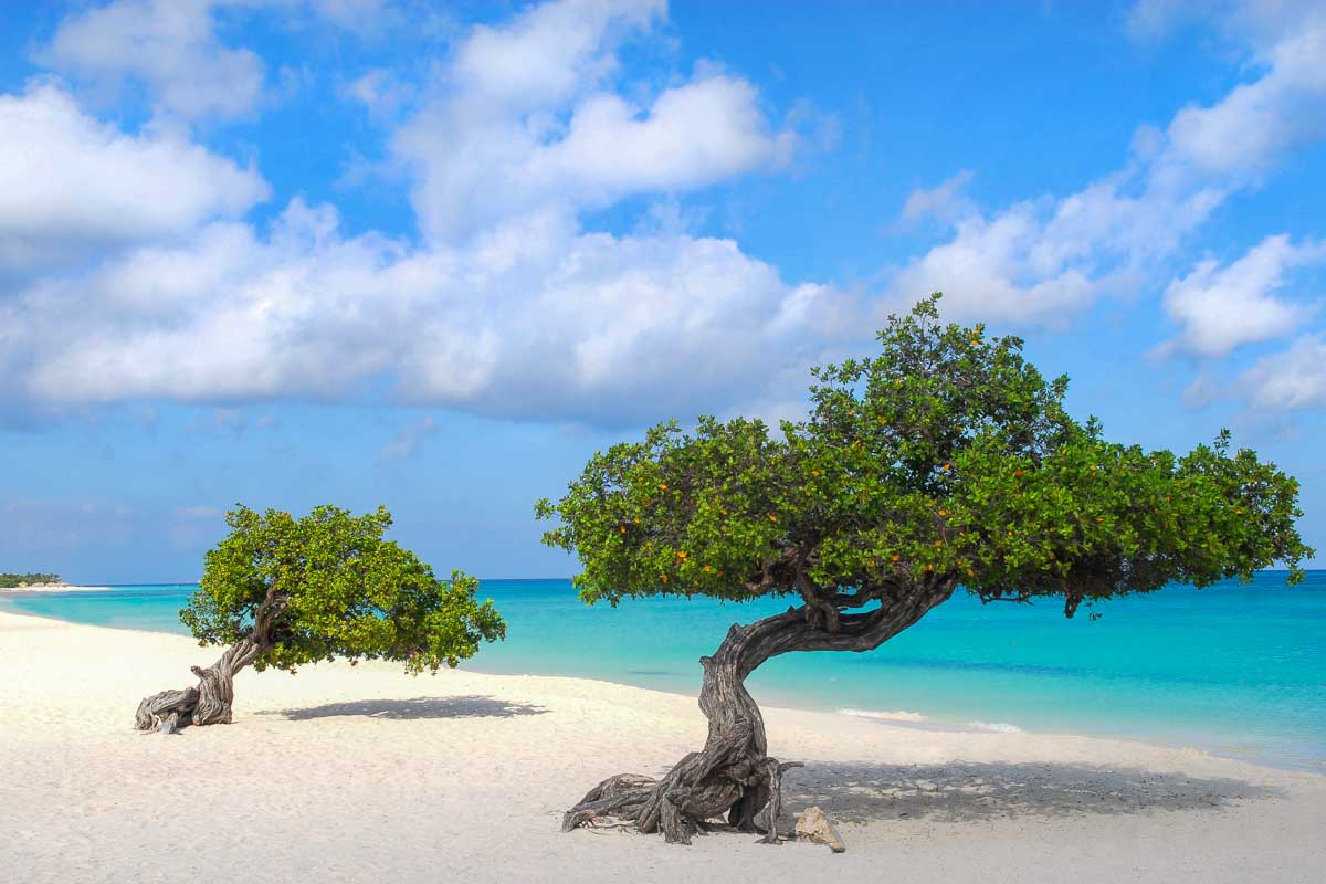 Divi Divi trees on Eagle Beach in Aruba
