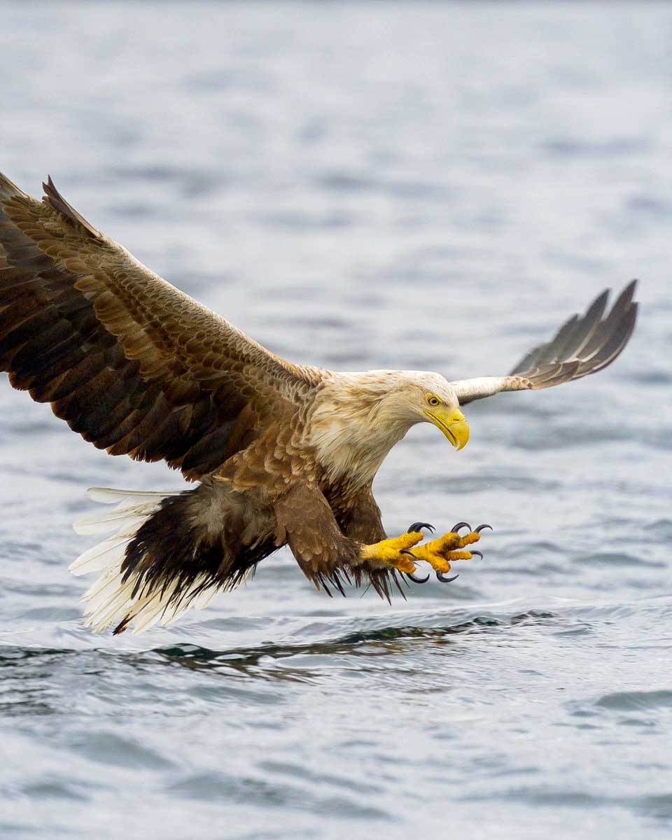 Eagle-seen-near Anchorage Alaska