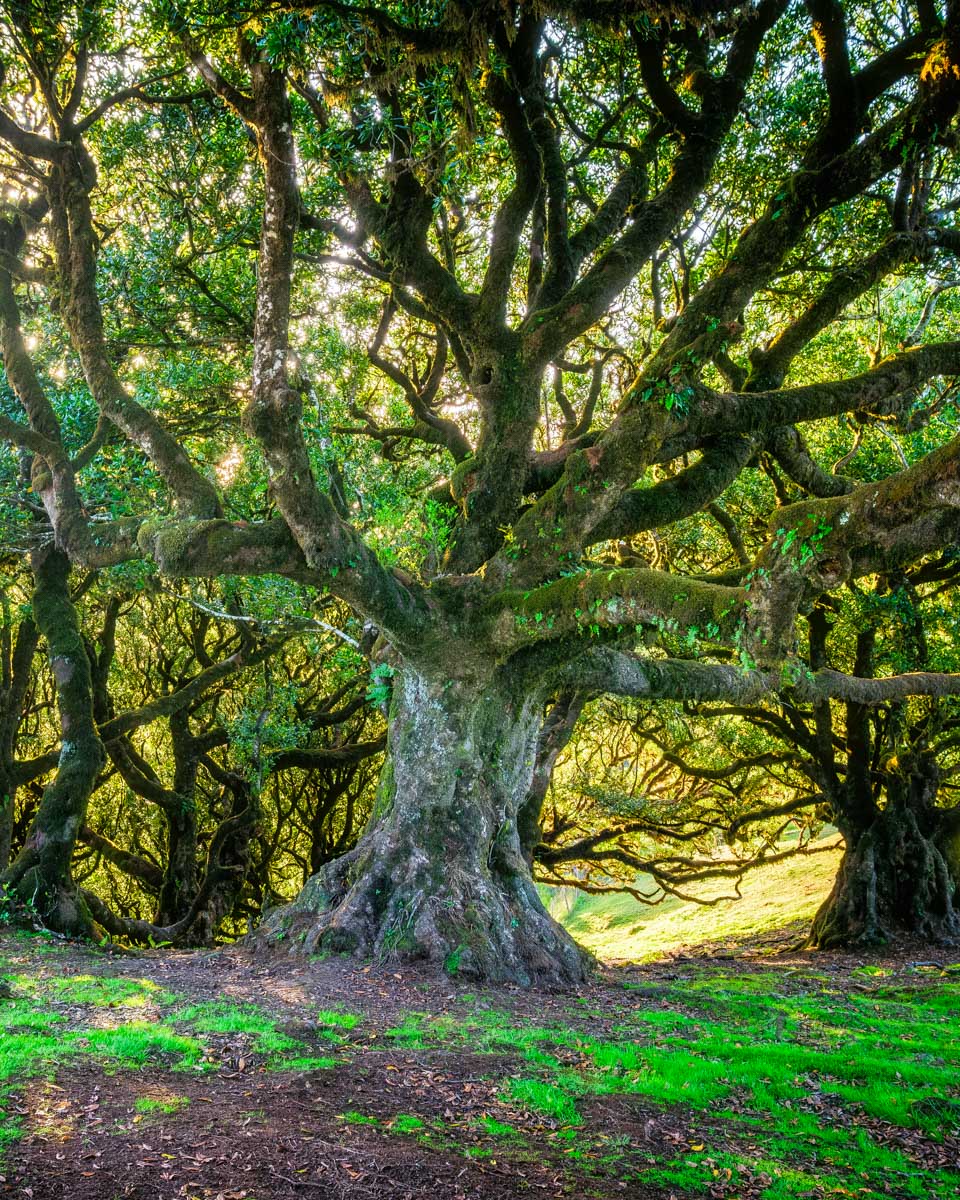 Laurissilva Forest seen on a tour in Madeira Portugal