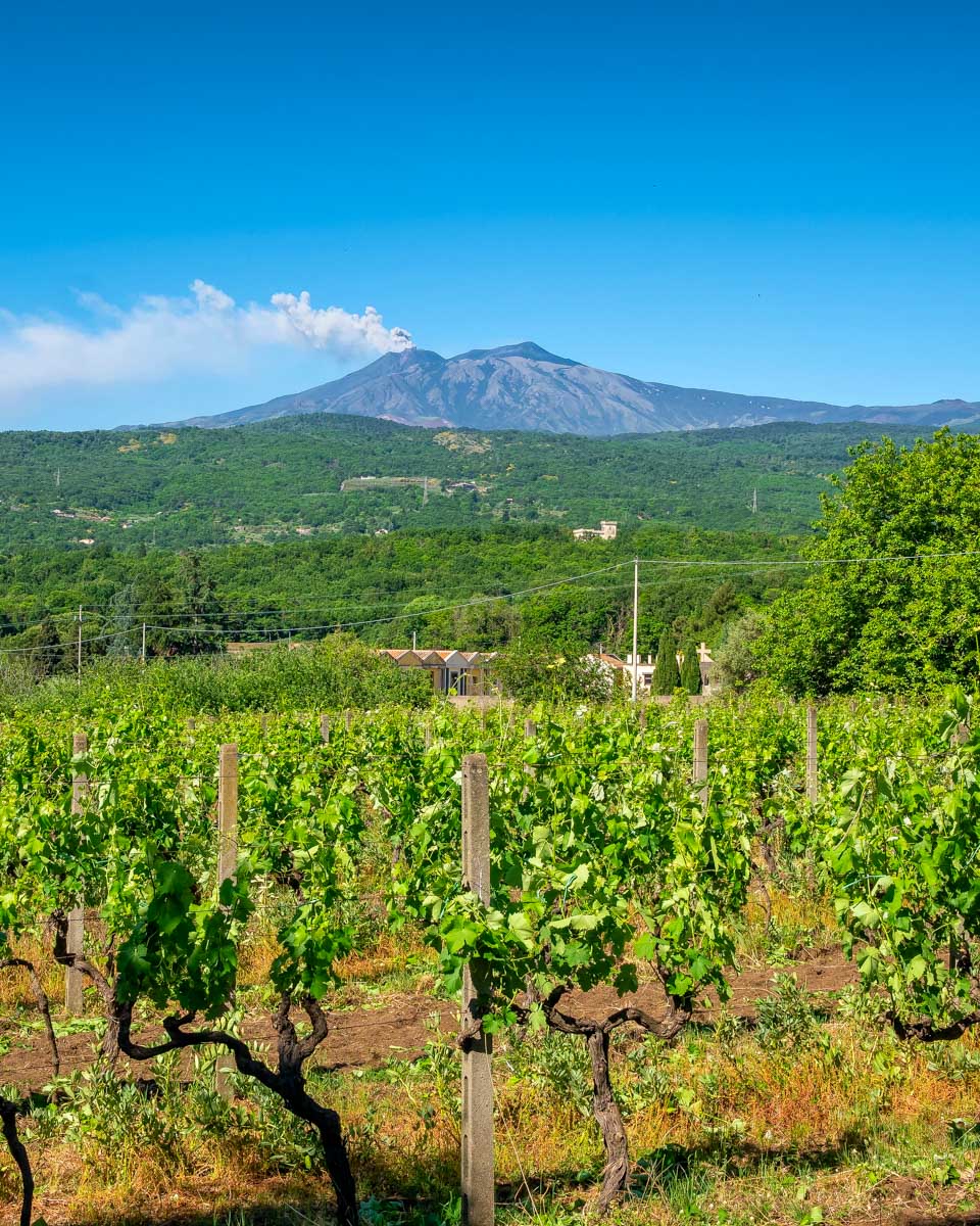 Mt Etna and vineyards seen on a tour from Catania Sicily