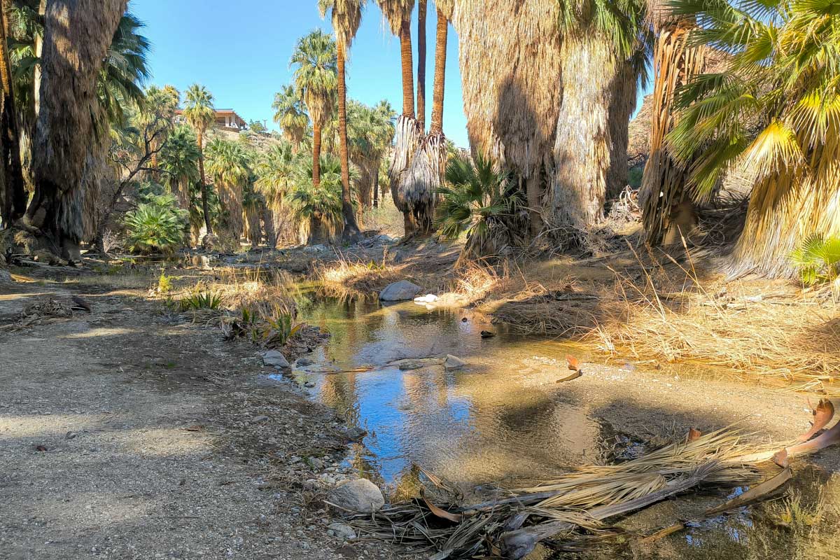 Palm trees seen on a hike in Indian Canyons near Palm Springs California