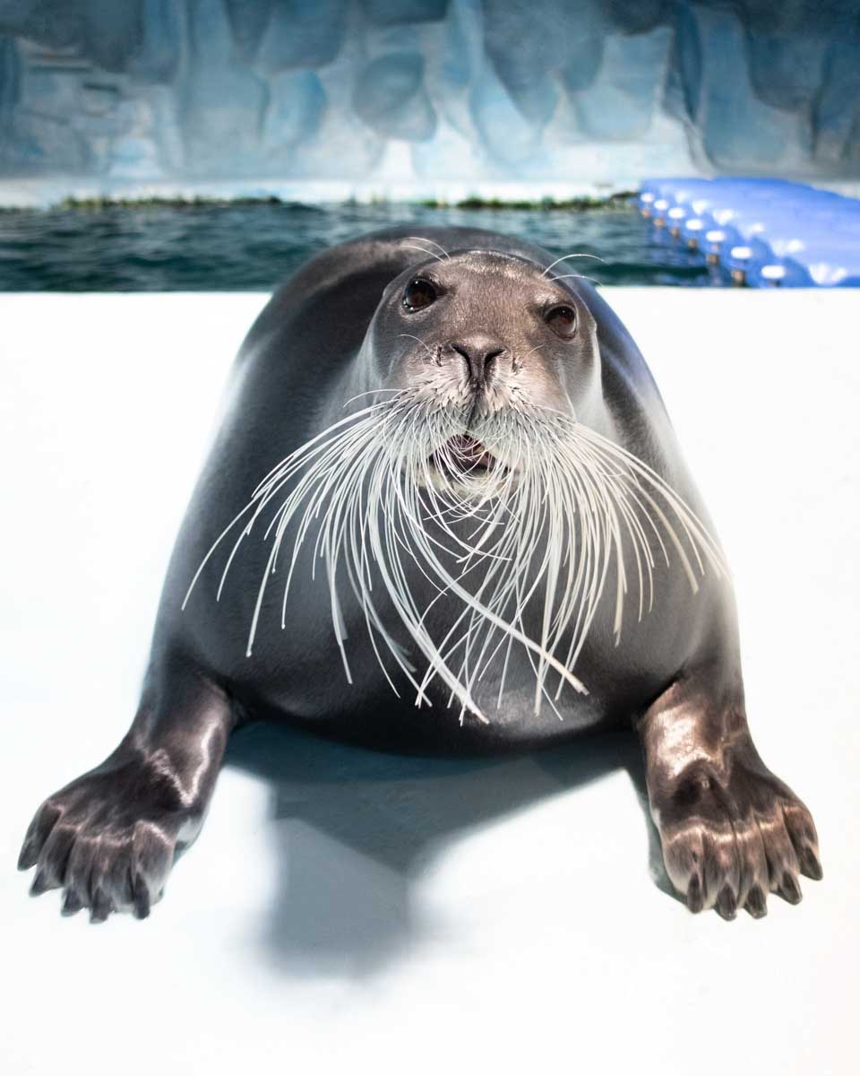 Polaria in Tromso Norway