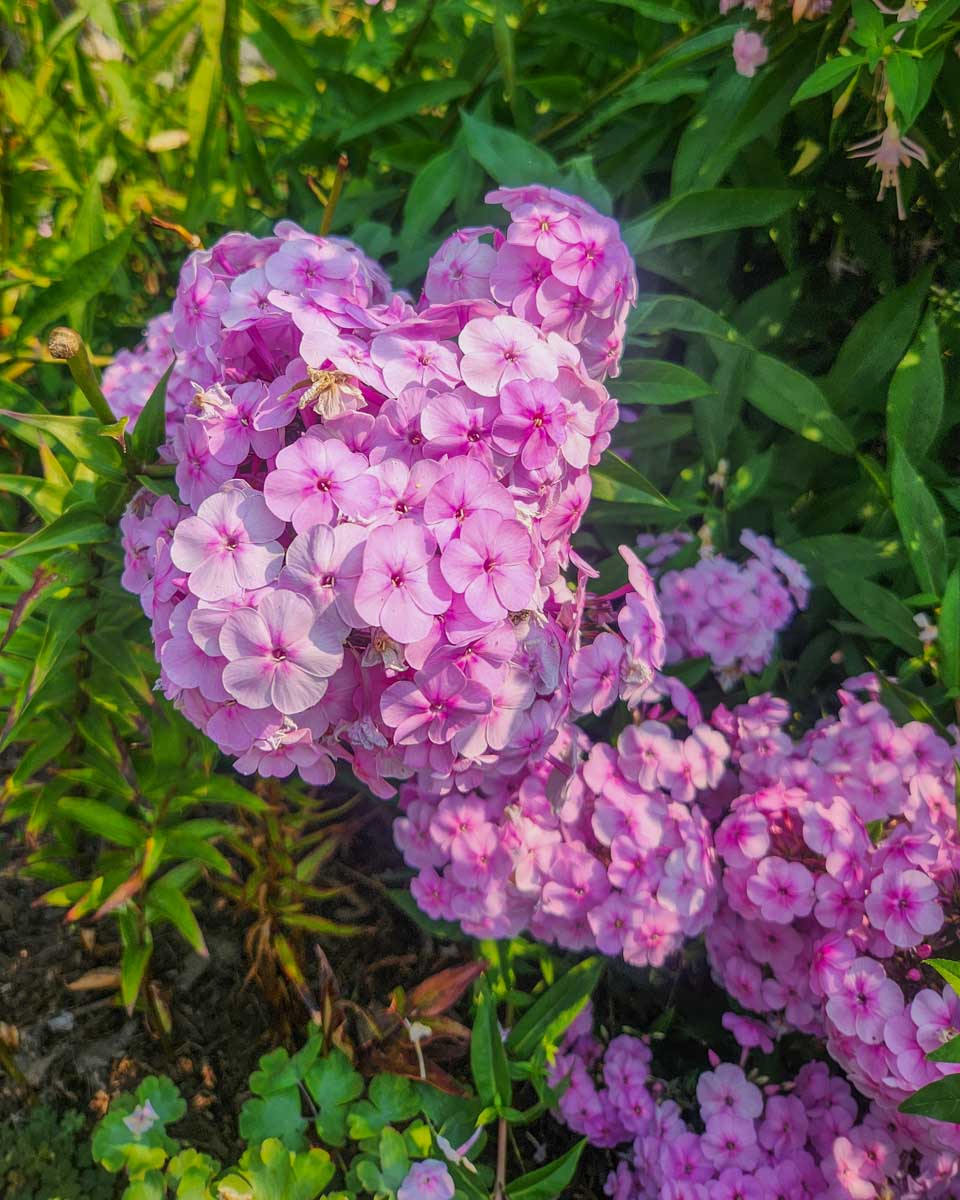 Purple-flowers-at-the botanical garden in Anchorage Alaska