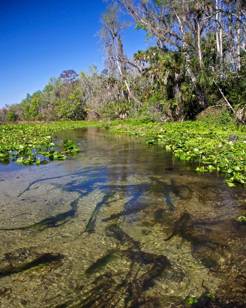 Rock Springs seen on a kayaking tour from Orlando Florida