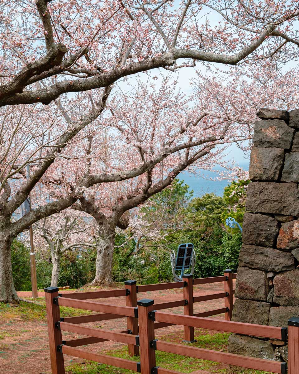 Sarabong Park with cherry blossoms on Jeju island, South Korea