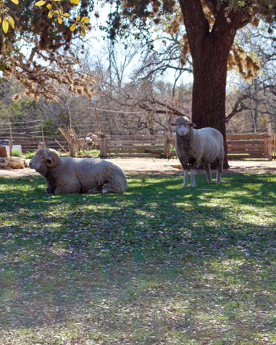 Sheep at Lyndon B. Johnson State Park and Historic Site on a tour from San Antonio Texas