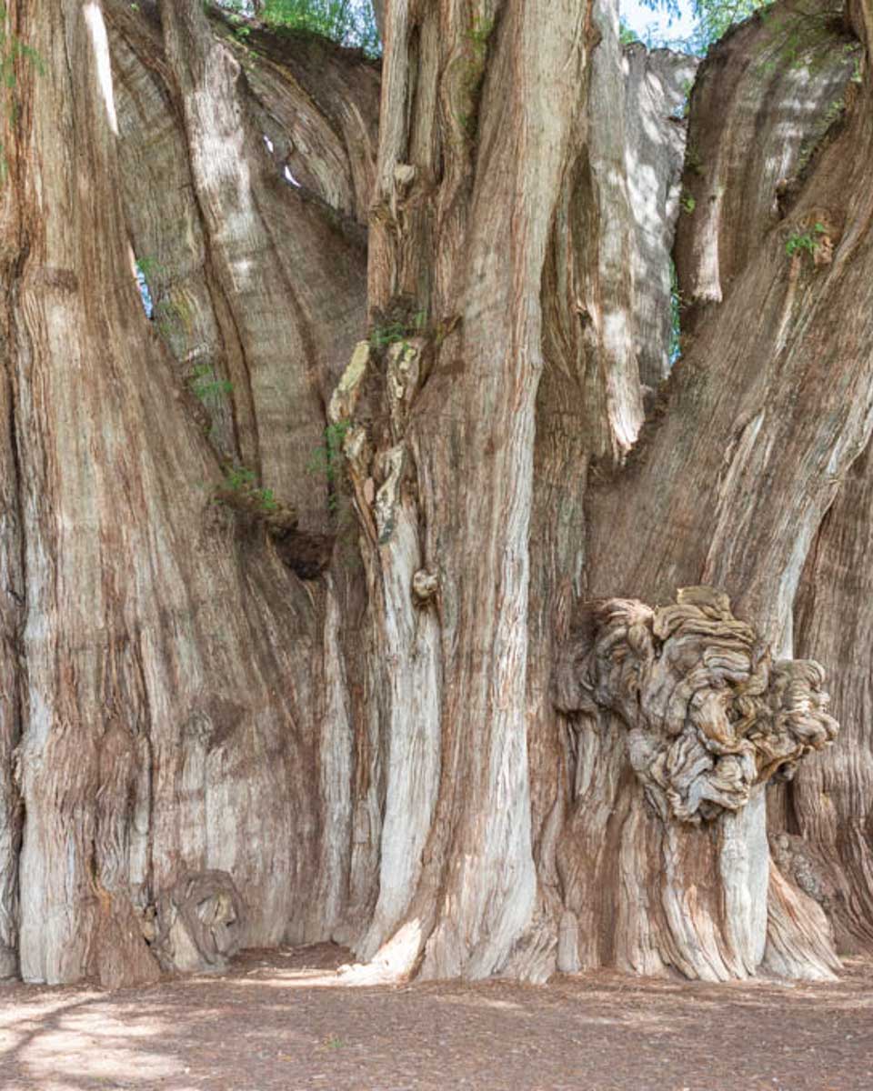 The Tule Tree seen on a tour from Oaxaca Mexico 1