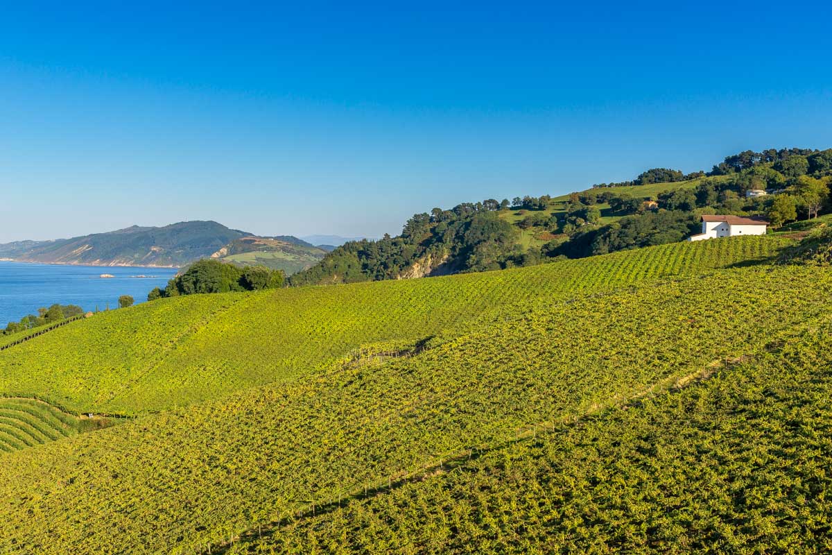 Txakoli vineyards seen on a wine tour from San Sebastian Spain