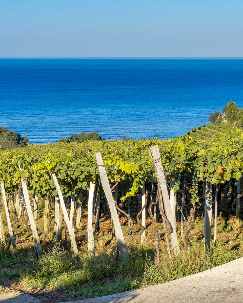 Wine tasting in Getaria on a tour from San Sebastian Spain