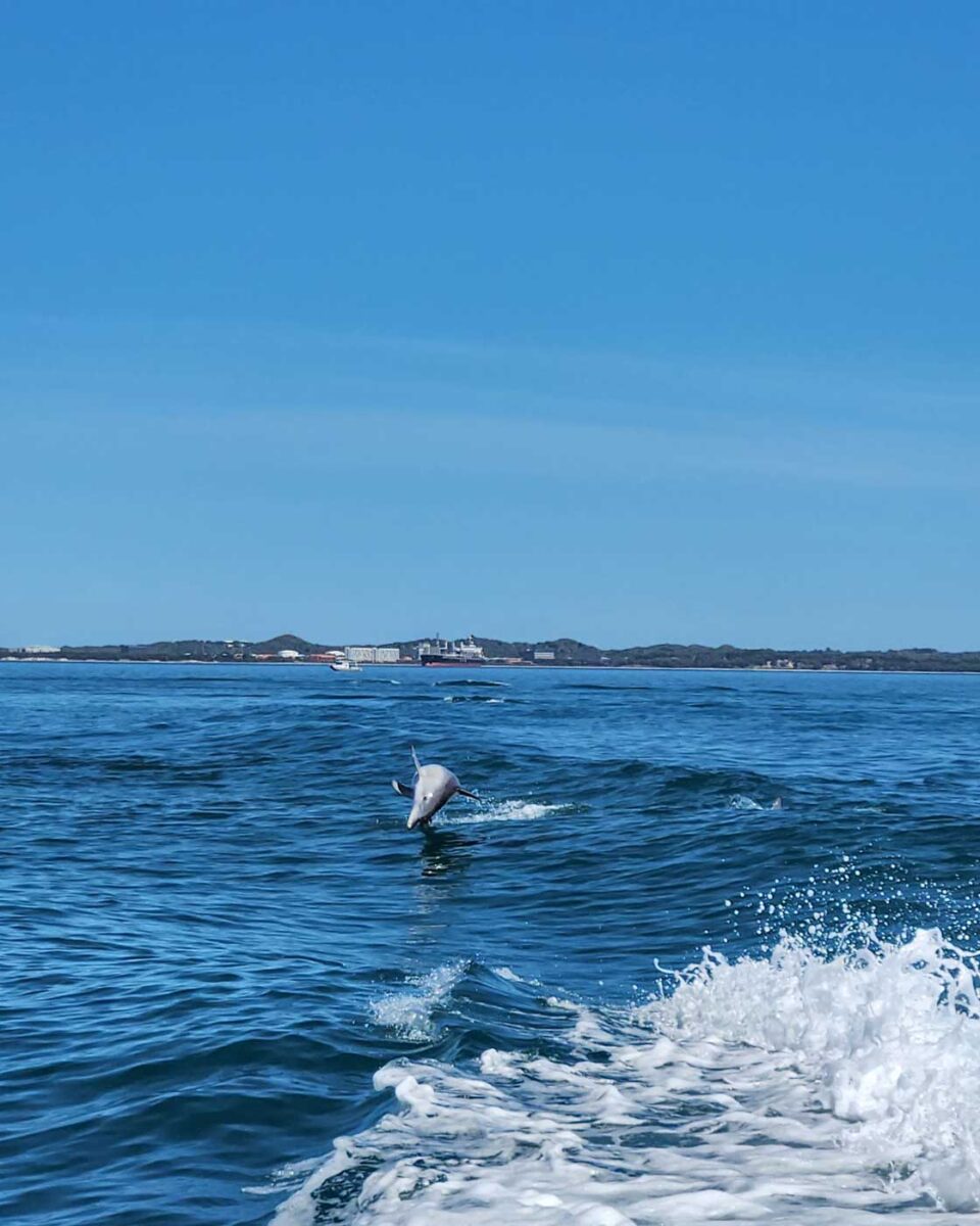 A-dolphin-jumps-out-of-the-water-in-Faro-Portugal