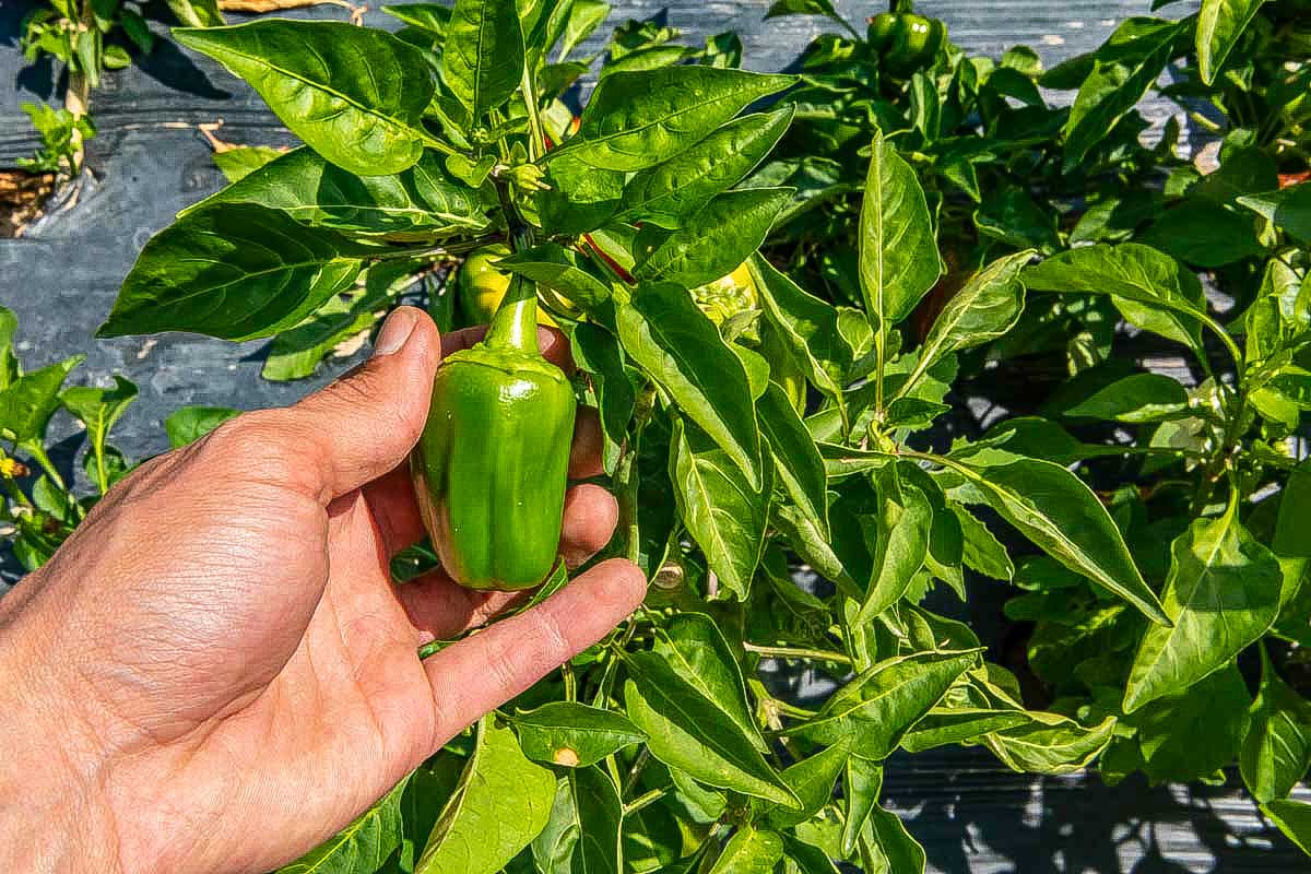 A-pepper-picked-for-a-cooking-class-in-Naxos Greece