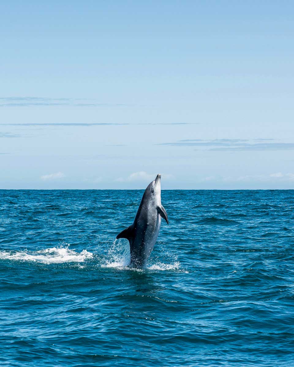 Dolphin-jumps-out-of-the-water-near-Faro Portugal