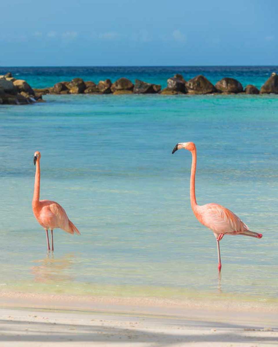 Flamingos-in-the-beach-in-Curacao