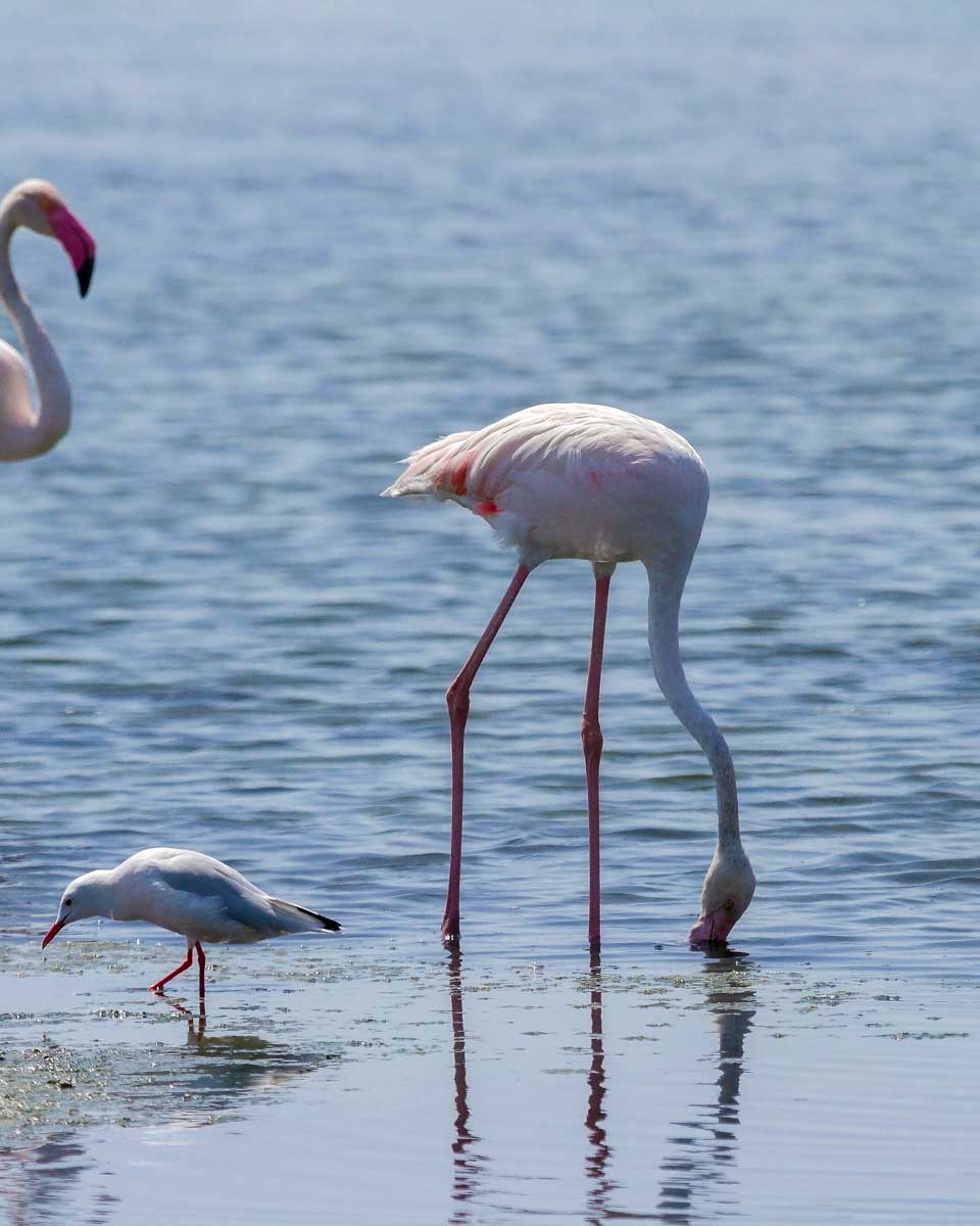 Flamingos seen on a segway birdwatching tour of Ria Formosa Natural Park on a tour from Faro Portugal
