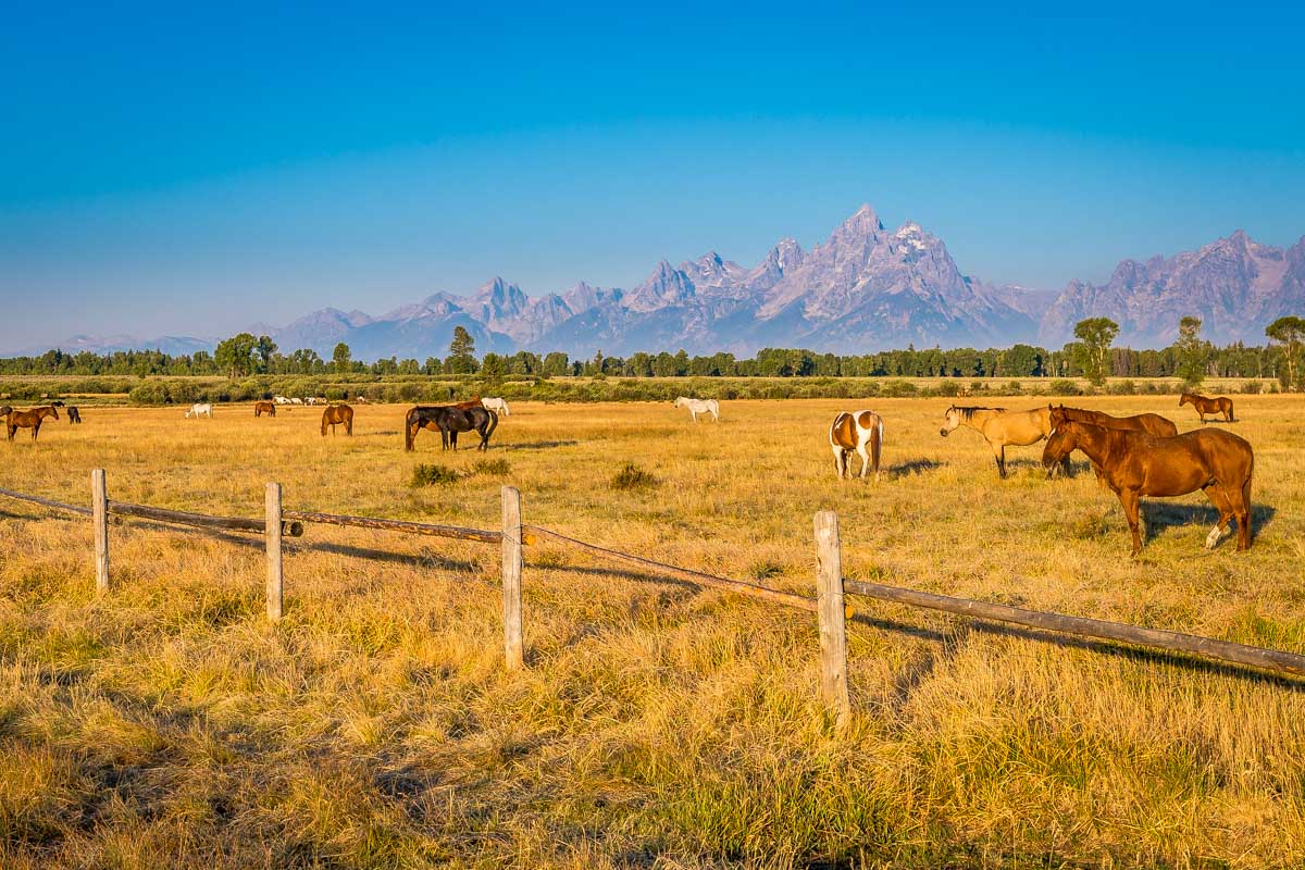 Horses and the Grand Tetons seen on a horseback tour from Jackson Hole Wyoming