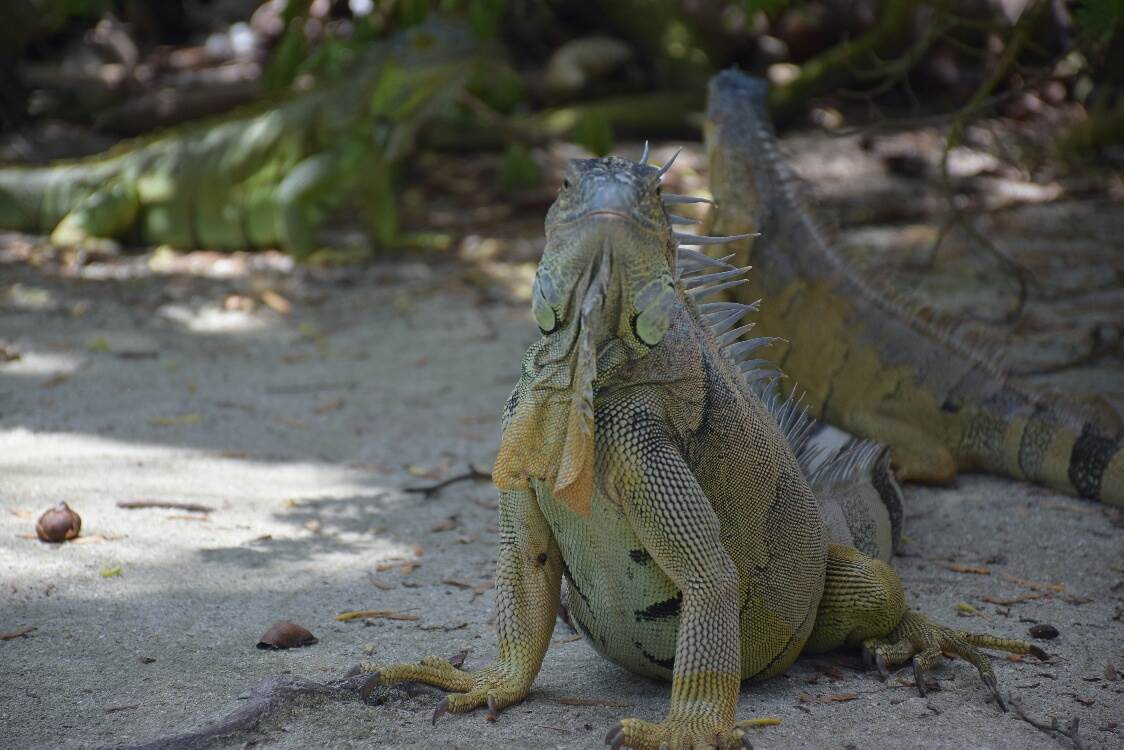 Iguanas seen on a cruise in Turks and Caicos