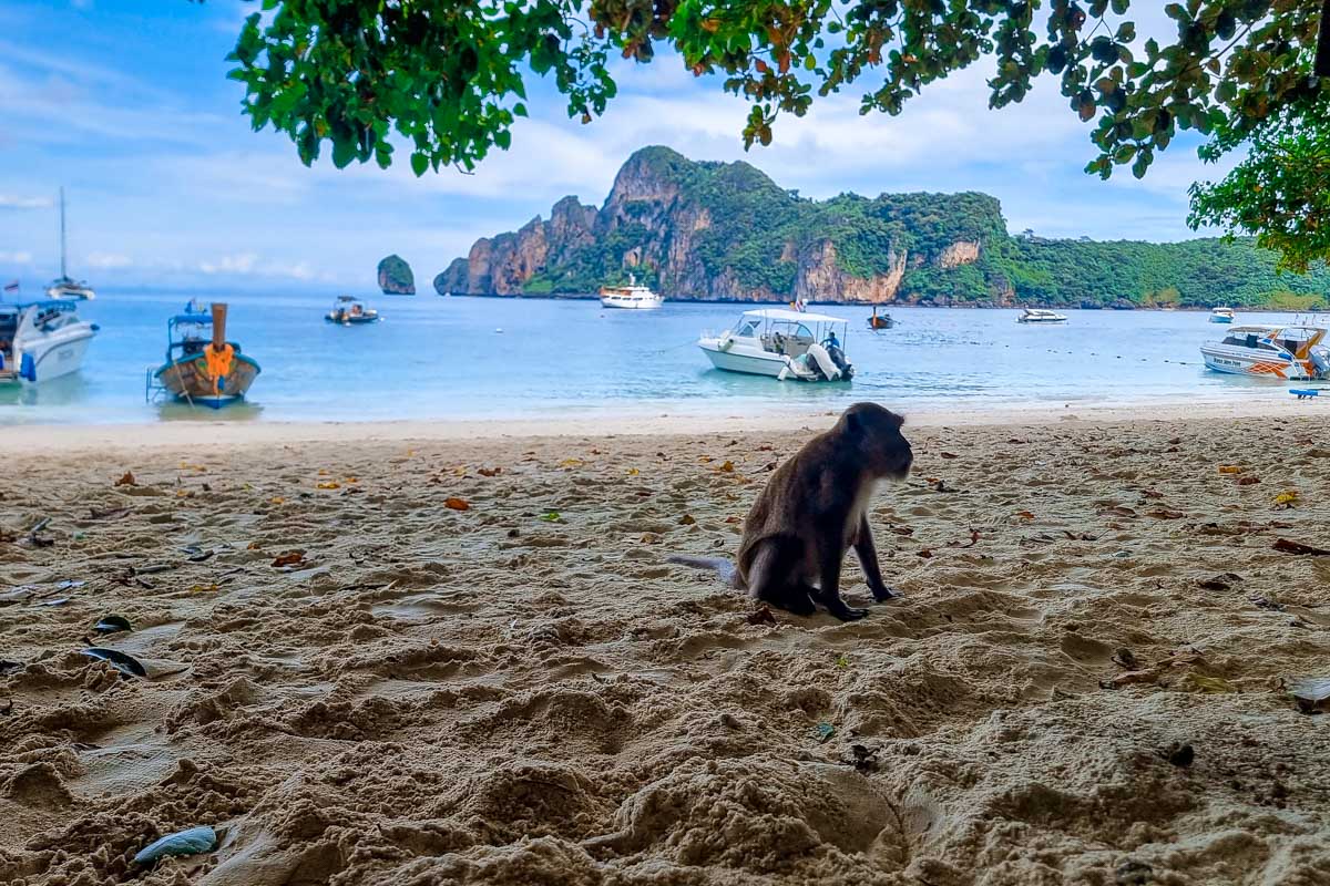 Monkey at the beach in Koh Phi Phi Thailand on a tour from Phuket